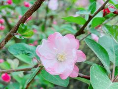 -海棠花溪(元大都城垣遗址公园)