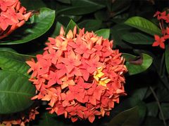 IMG_0239-广州珠江公园