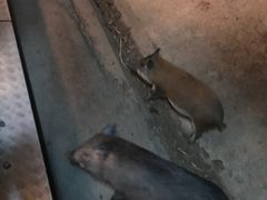-清迈夜间动物园