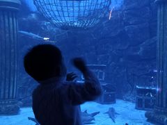 -芜湖新华联大白鲸海洋公园