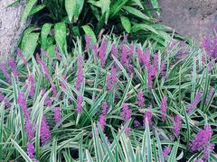 -昆山城市生态森林公园