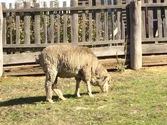 iphone_upload_pic-疏芬山金矿