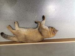 -飞行喵MR PILOT|猫舍·猫咖(静安大融城店)