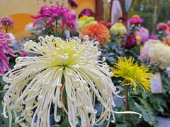 -上海共青森林公园