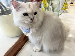 -共舞时光猫咖·狗咖(新街口店)