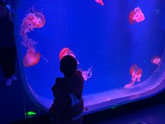 -芜湖新华联大白鲸海洋公园