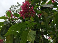 -云溪植物园