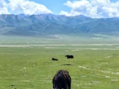 -祁连山草原