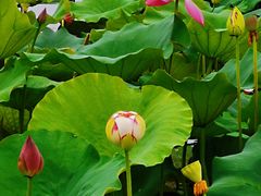 -荷塘月色湿地公园·向阳花洲