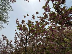 -高东镇樱花园