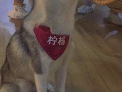 -Husky Go! 哈士奇体验馆·宠物咖啡厅狗咖