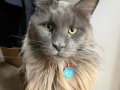 -喜多萌中农锦绣动物医院24H·猫科·牙科MRI·CT