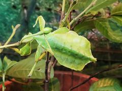-上海大自然野生昆虫馆