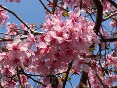 -天适樱花悠乐园