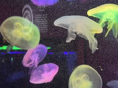 -太平洋海底世界