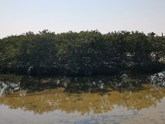 -北海金海湾红树林生态旅游区