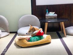 -逗柴咖啡屋·狗咖猫咖宠物桌游