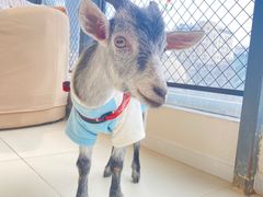 -怪兽屋·羊驼·猫咖·狗咖(俊华广场店)