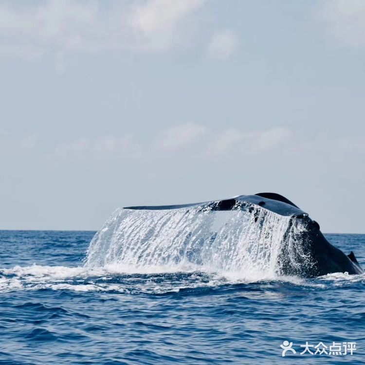 鲸鱼们都会浮出水面换气，再次下潜的时候，就能照到尾鳍