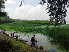 -丁香湖公园