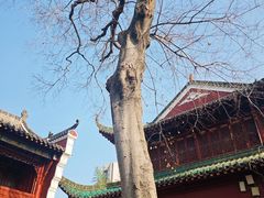 -长春观