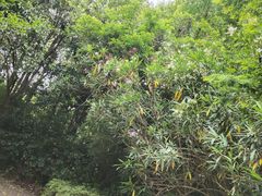 -上海佘山世茂艾美酒店