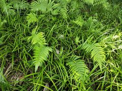 -桤木河湿地公园