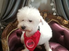 -more than meow吴止猫主题餐厅(承德 中船汇店)