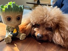 -Fridi Patisserie Cafe