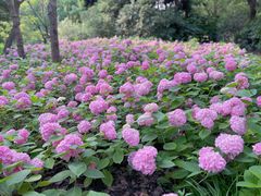 -上海滨江森林公园