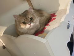 -琪喵猫屋·撸猫猫咖·猫舍