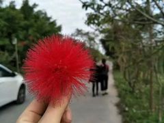 -丹樱生态园