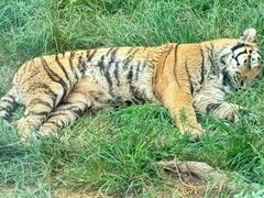 -大连森林动物园