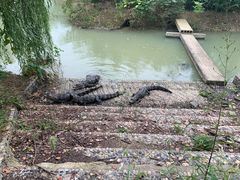 -中国扬子鳄村