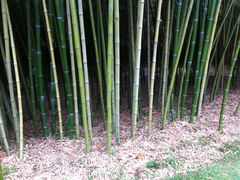 竹林-上海市龙华烈士陵园