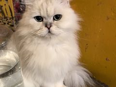-猫猫幼稚园·撸猫·桌游·电玩