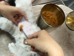 -艾贝尔宠物医院 ·中兽医·宠保定点(北门桥店)