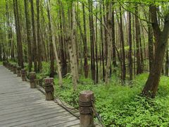 -桤木河湿地公园