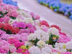 -上海鲜花港