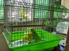 -青石桥花鸟鱼虫市场(叠翠城店)