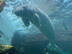 -悉尼海洋生物水族馆
