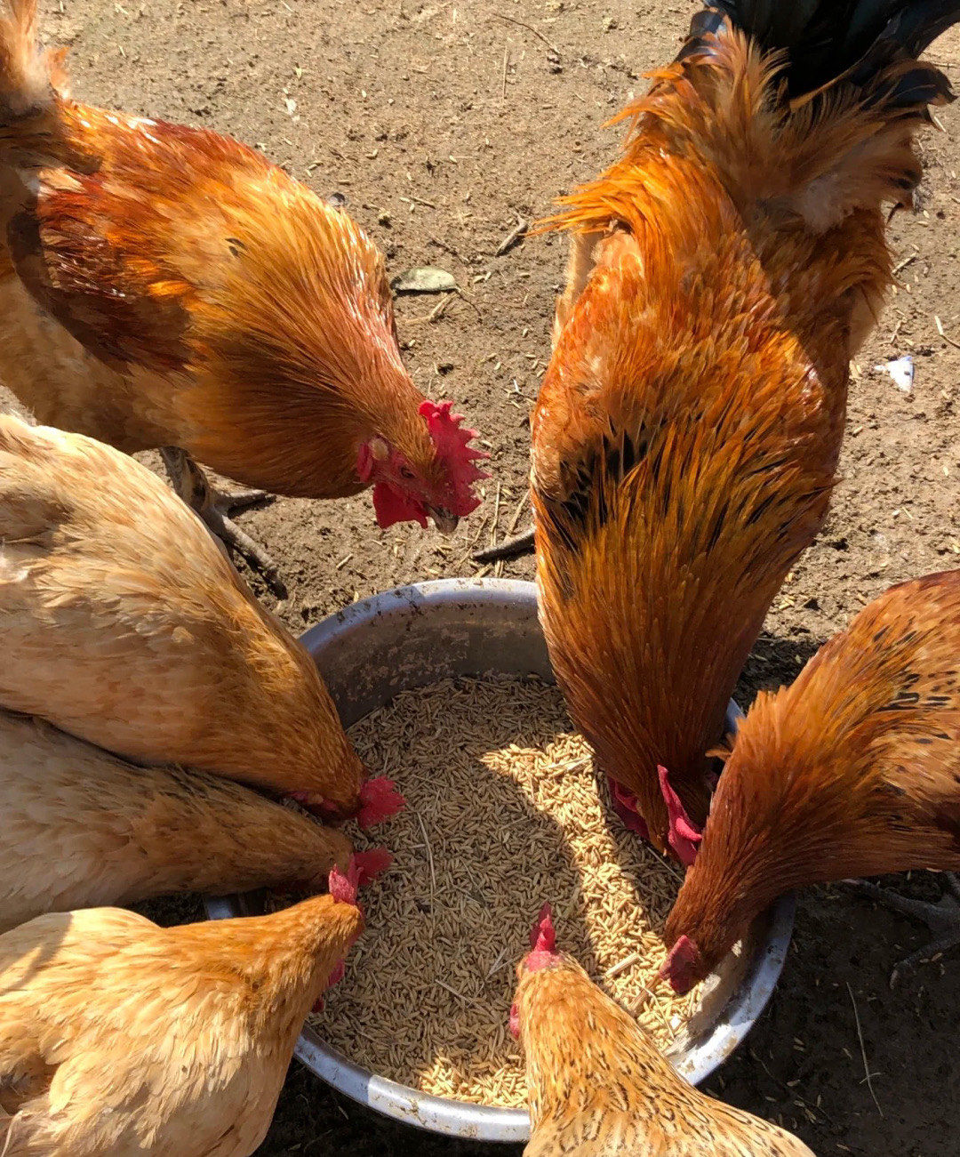 乡野鸡群嬉戏场