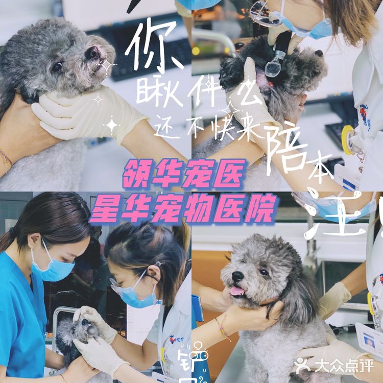 领华宠医·星华宠物医院|医生和环境都非常靠谱的连锁宠物🏥