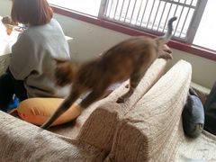 -萌喵宠狗爱心宠咖