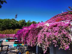 -深圳仙湖植物园-停车场