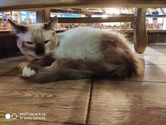 -more than meow吴止猫主题餐厅(承德 中船汇店)