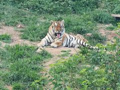 -大连森林动物园