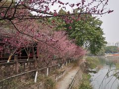 -望江楼公园
