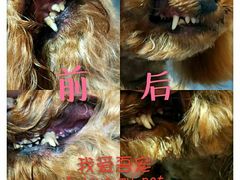 -我爱吾宠宠物美容院(朝阳路店)