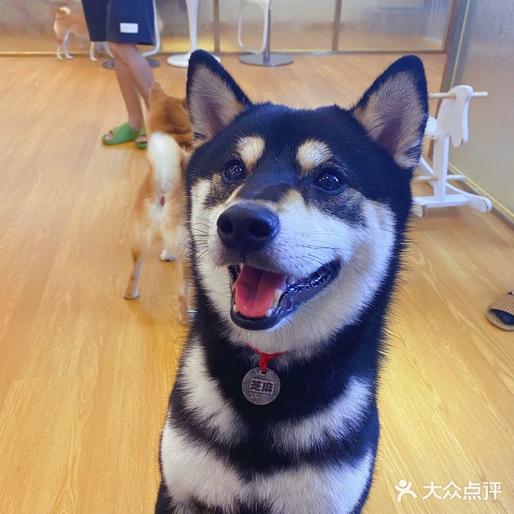 深圳必打卡|最萌汪柴趣狗咖大家快来撸！！